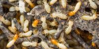 Dudes Termite Control Melbourne image 2
